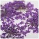 MollyLac ozdoba suszone kwiatki do zdobień paznokci Purple 5szt -zdjęcie numer 2