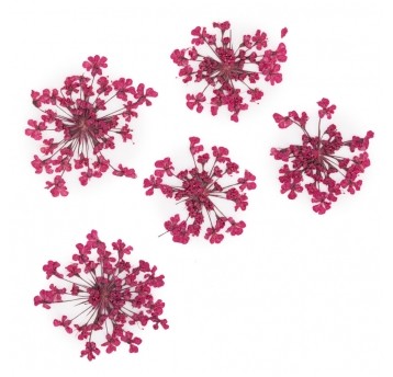 MollyLac ozdoba suszone kwiatki do zdobień paznokci Fuchsia 5szt
