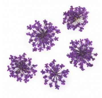 MollyLac ozdoba suszone kwiatki do zdobień paznokci Purple 5szt